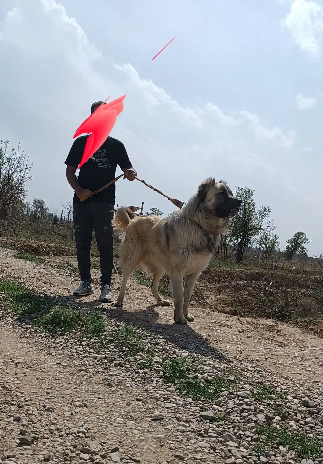 توله سرابی اصیل|سگ|تاکستان, |دیوار