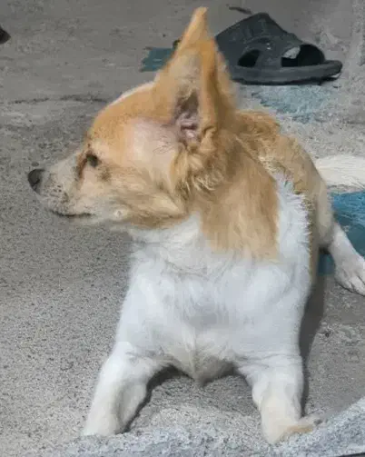 سگ پاکوتاه|سگ|جیرفت, |دیوار