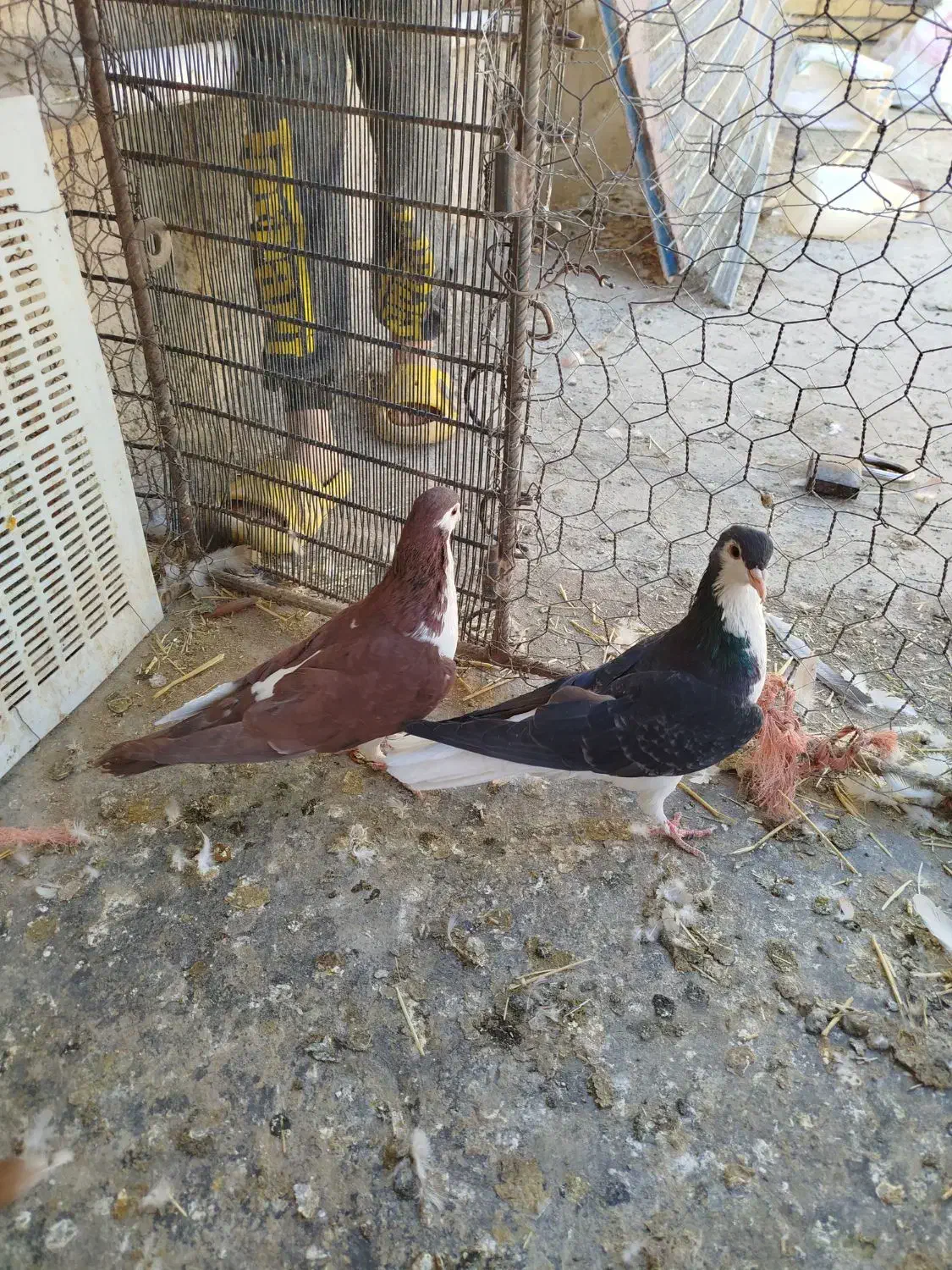 کبوتر|پرنده|کنگاور, |دیوار