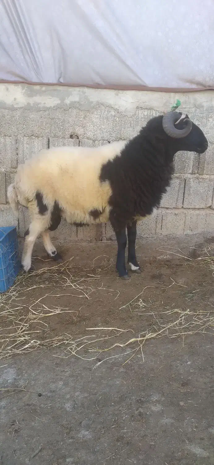 فروش یکجا ماده گوسفند|حیوانات مزرعه|اطاقور, |دیوار