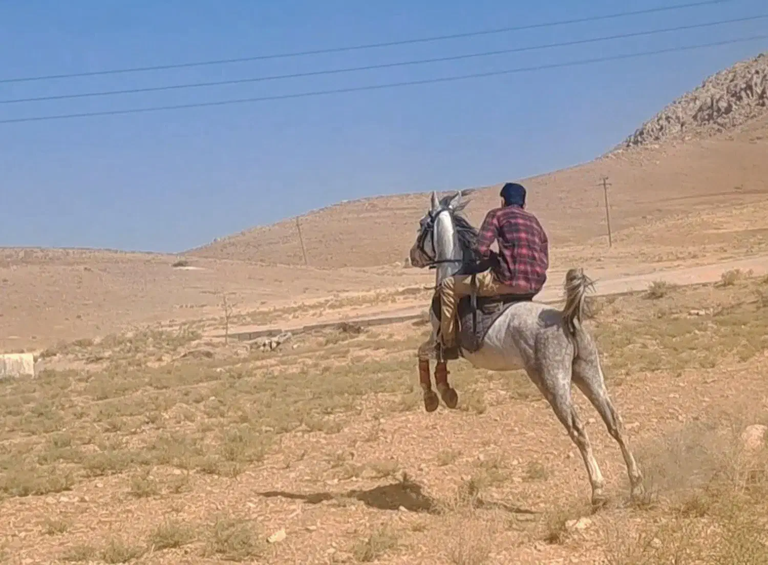 نریان ب شدت سواری دار و سردمگیر|اسب و تجهیزات اسب‌سواری|بیستون, |دیوار