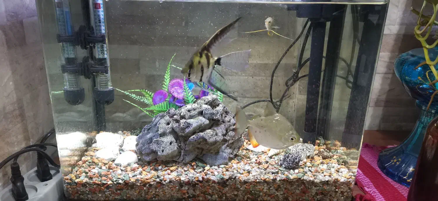 آکواریوم|ماهی|رشت, باهنر|دیوار