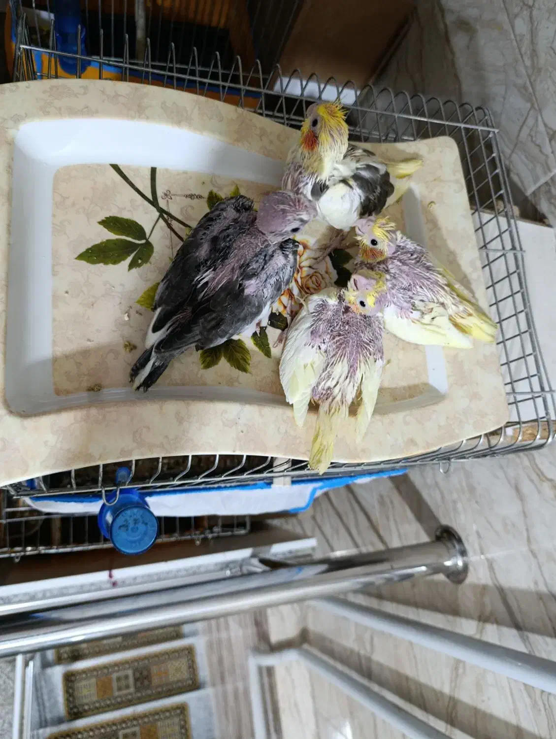 جوجه عروس هلندی|پرنده|کلاله, |دیوار