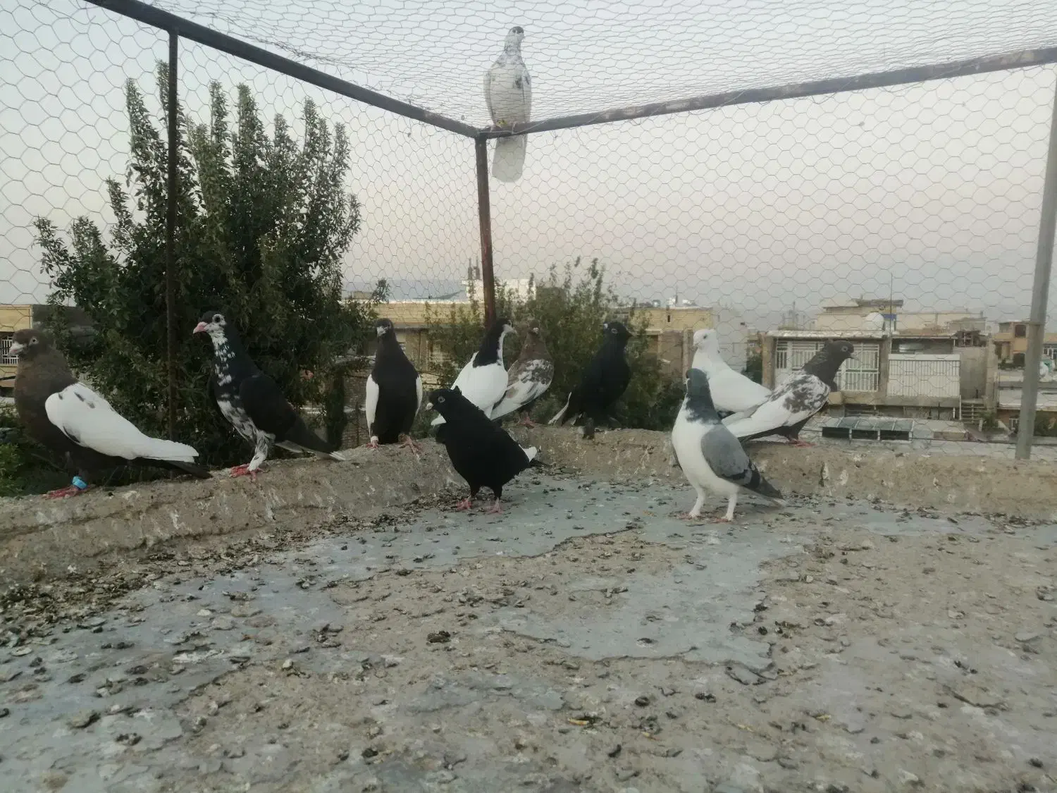کفتر|پرنده|شیراز, شهرک گلها|دیوار