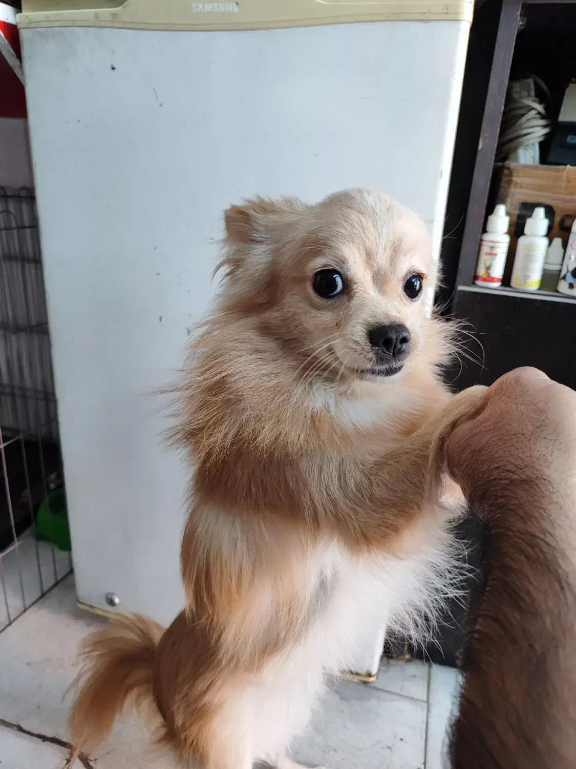 پامر|سگ|گرگان, |دیوار