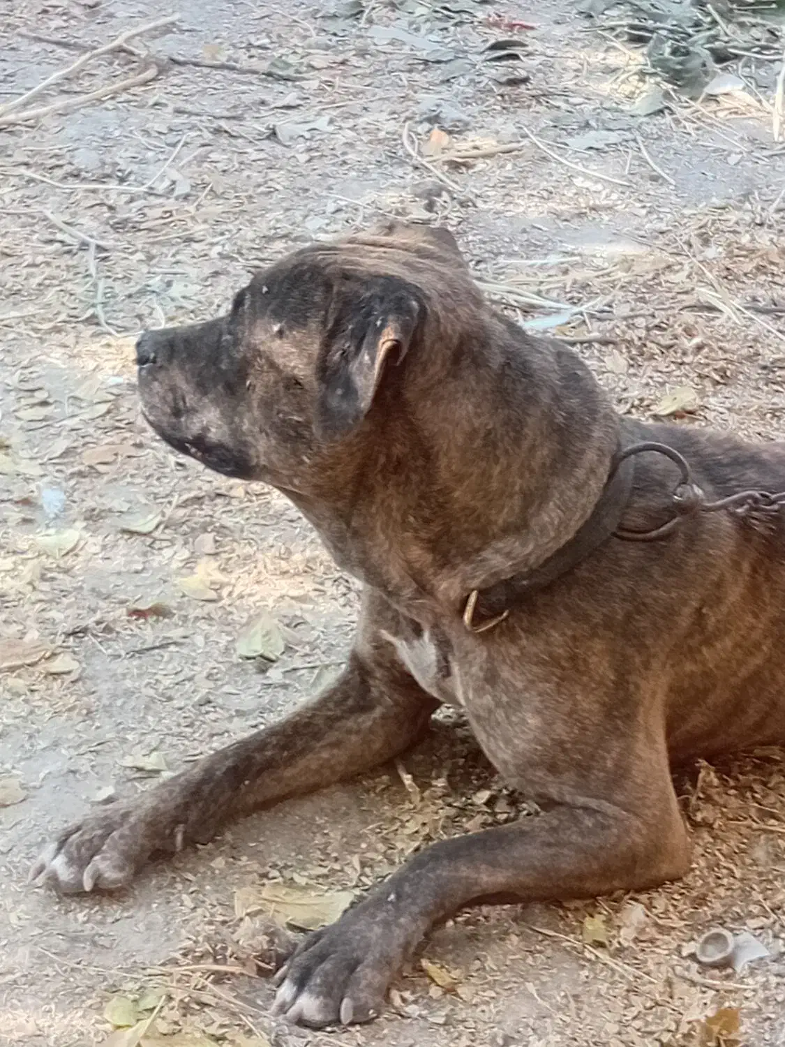 واگذاری سگ بول ماستیف|سگ|پیر بکران, |دیوار