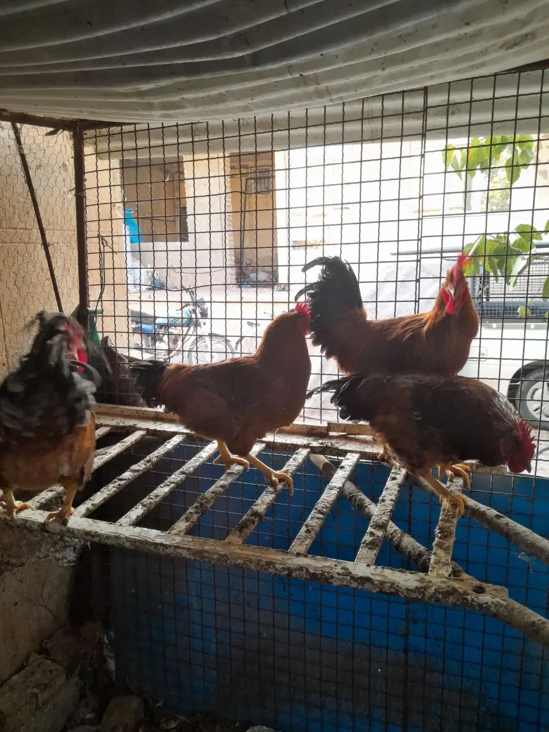 خروس رسمی|حیوانات مزرعه|پاکدشت, پارچین|دیوار