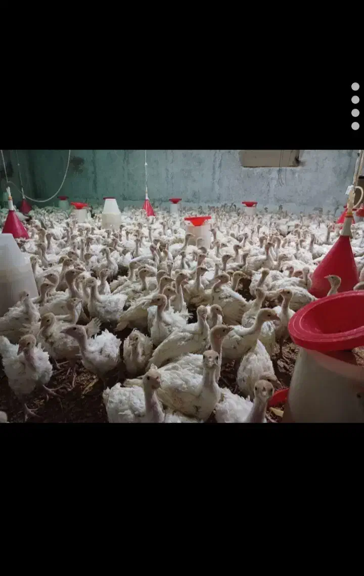 جوجه بوقلمون گوشتی|حیوانات مزرعه|چابهار, |دیوار