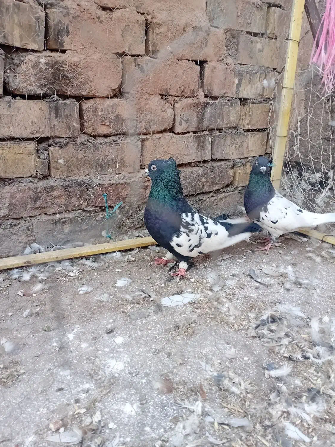 کفتر|پرنده|تربت جام, میان جام|دیوار