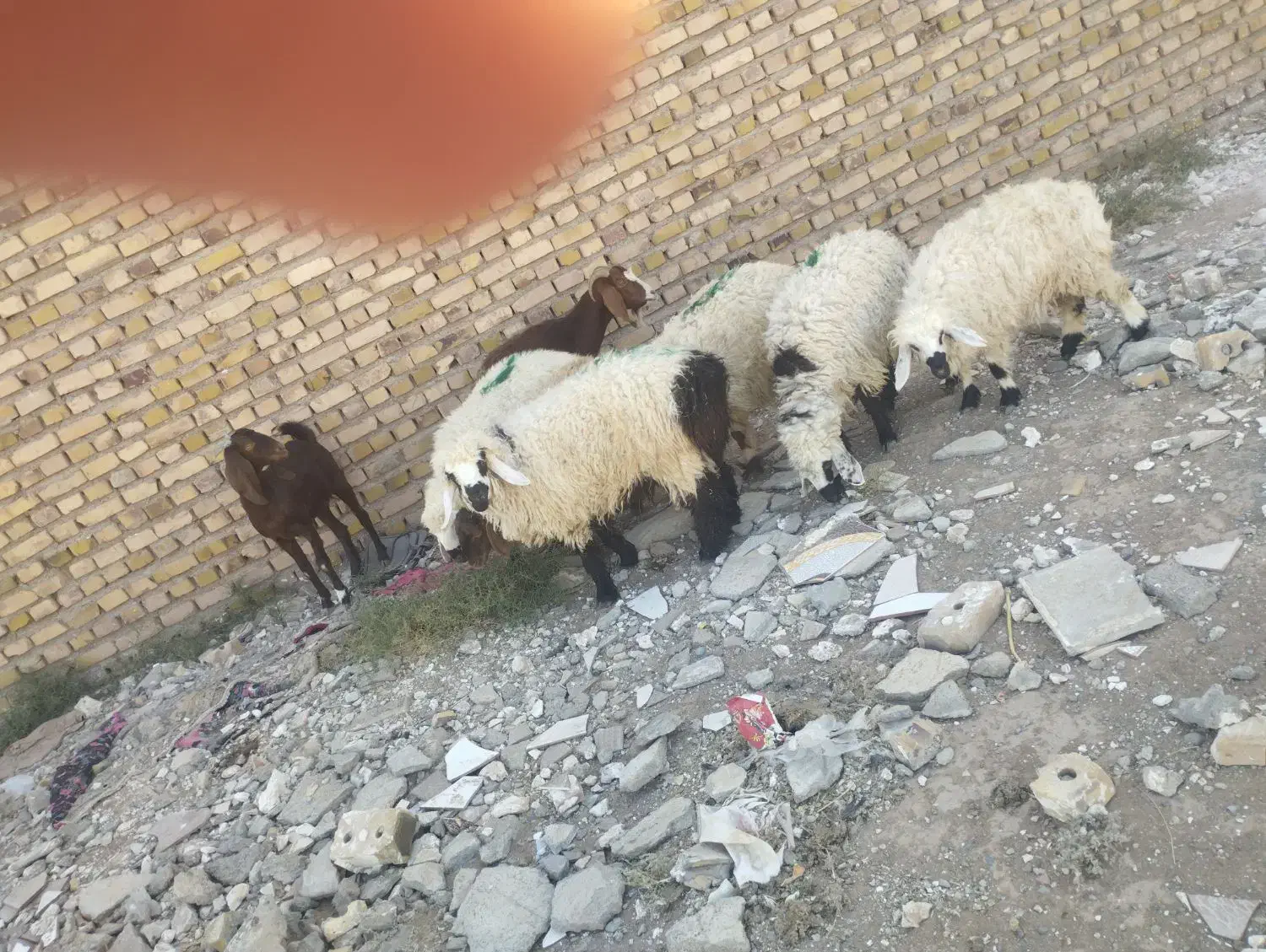 بره سیاه دم  خالص|حیوانات مزرعه|تایباد, |دیوار