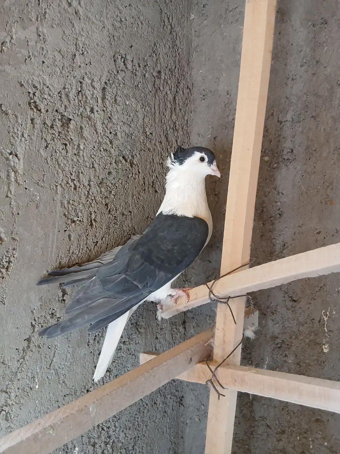 کبوتر دمگیر|پرنده|کاشان, رسالت|دیوار