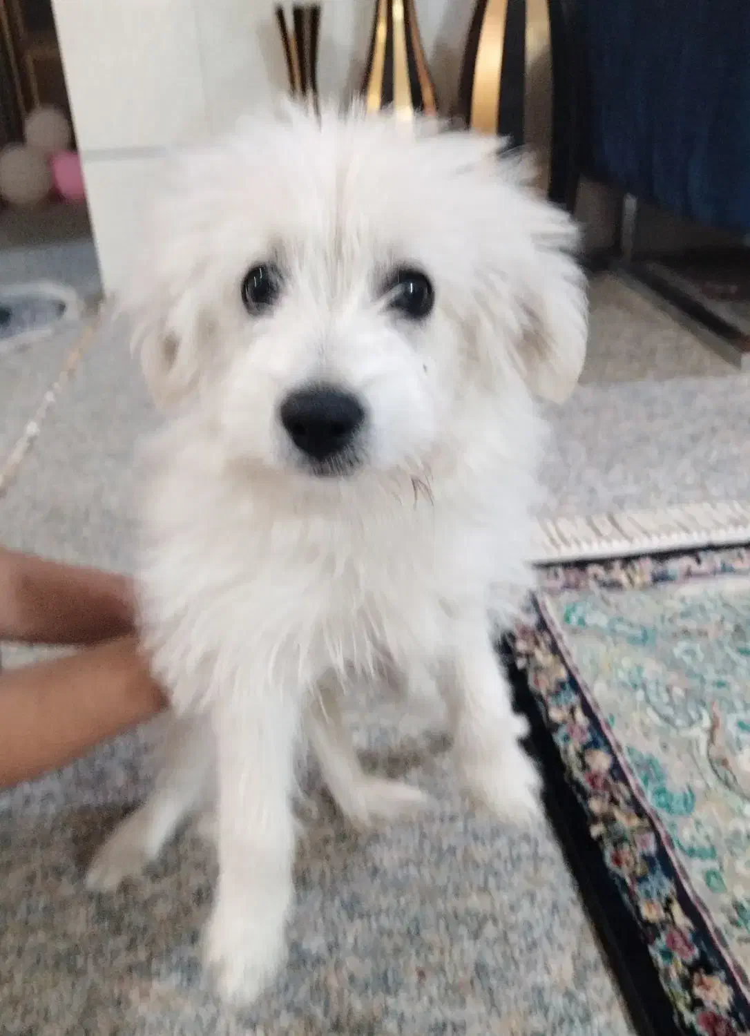 سگ واگذاری|سگ|بندر گناوه, |دیوار