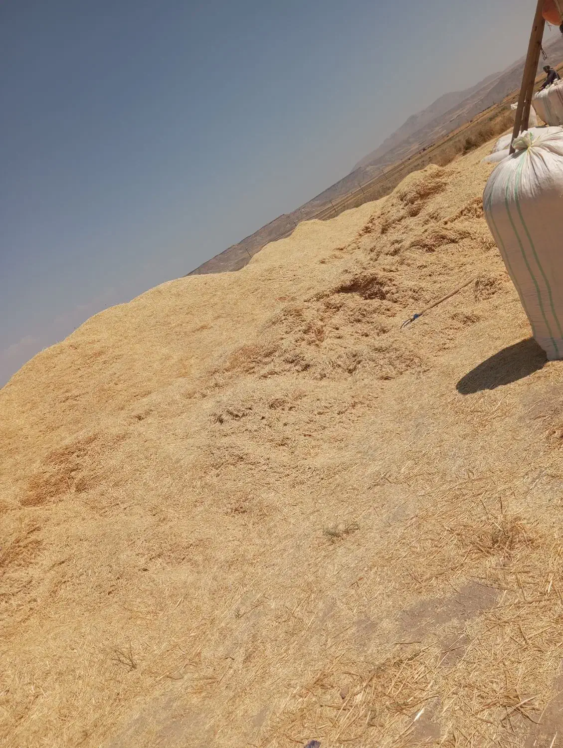 کاه نرم و گوسفندی|لوازم جانبی حیوانات|کاشان, کوچه باسکول|دیوار