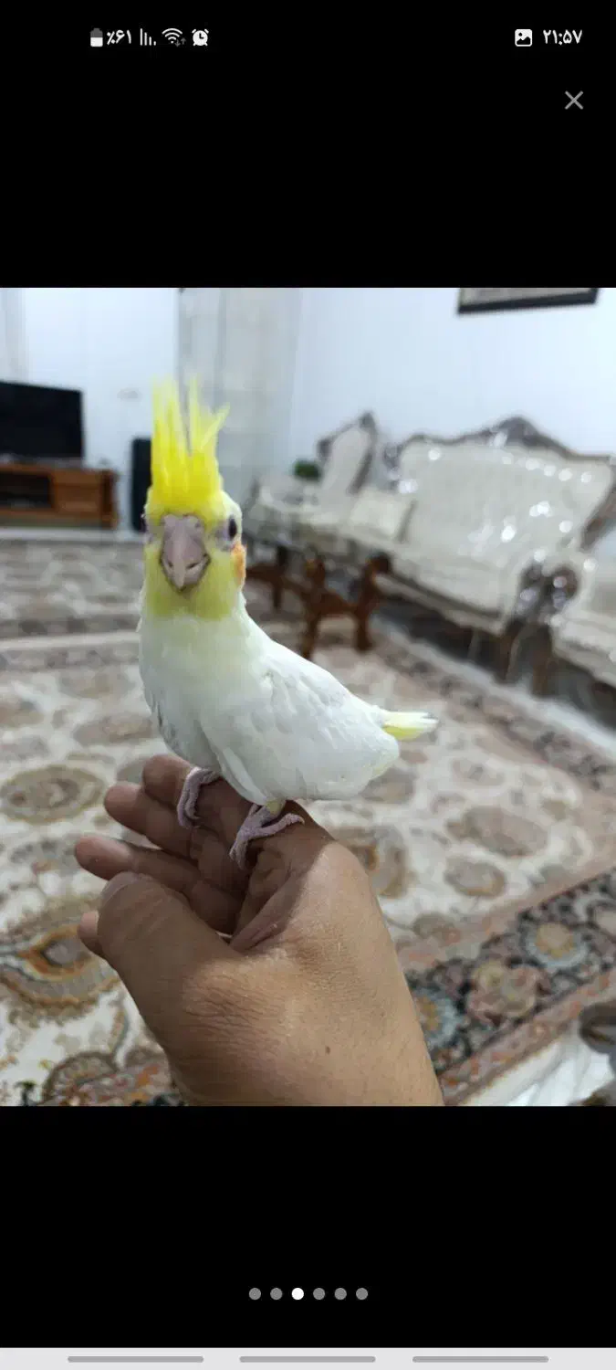 عروس لوتینو|پرنده|رباط‌کریم, رباط‌کریم|دیوار