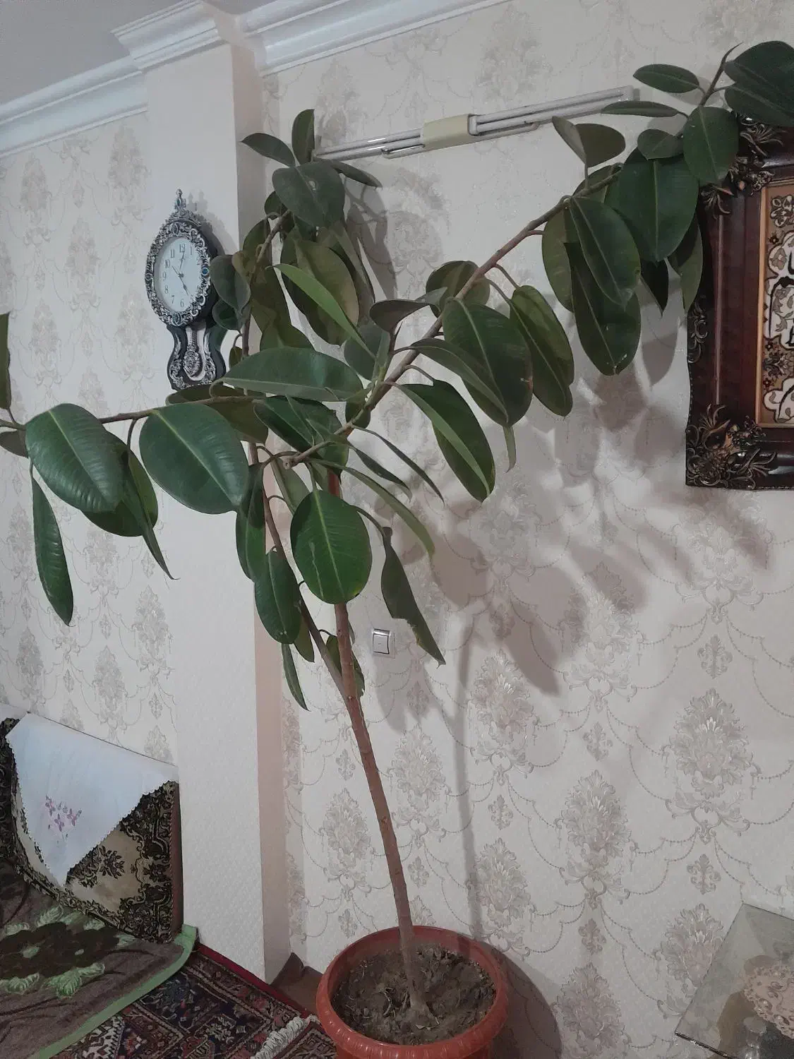 گل فیکوس|گل و گیاه طبیعی|خوی, |دیوار