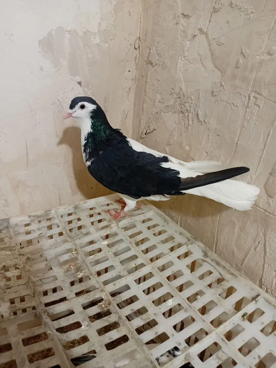 چپ سیاه|پرنده|نصر آباد, |دیوار