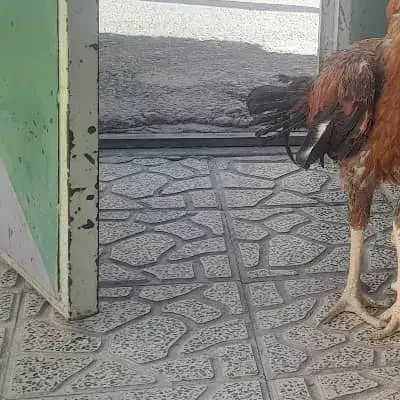 ۶عدد خروس و مرغ لاری یک جا|حیوانات مزرعه|کوهدشت, |دیوار