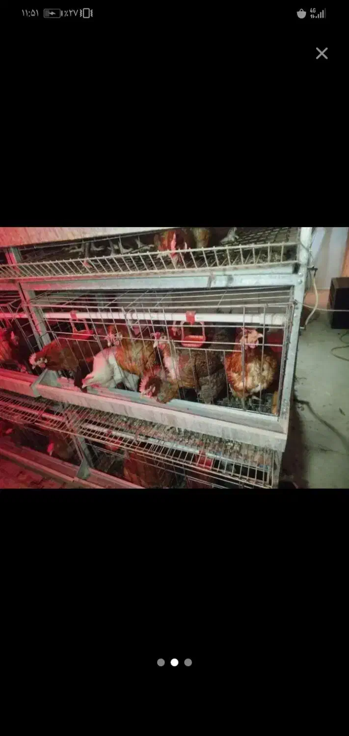 مرغ و خروس سیاه وسفید جهت قربانی|حیوانات مزرعه|مشهد, عامل|دیوار