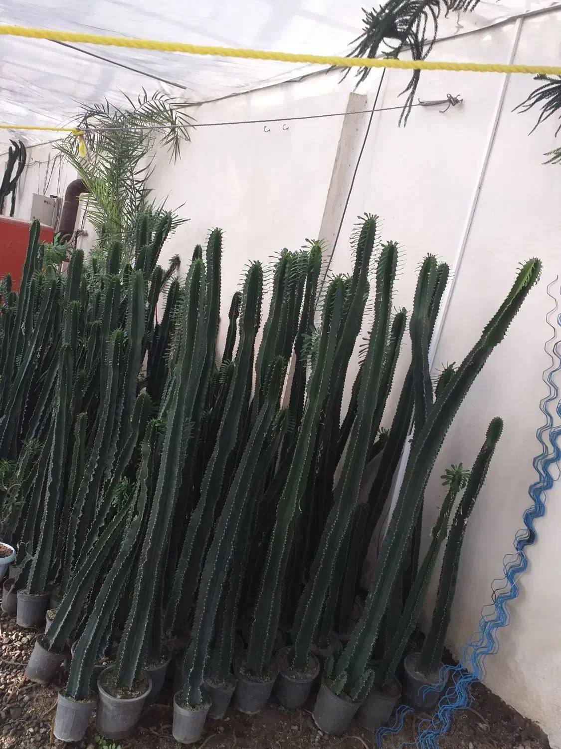 کاکتوس عمده|گل و گیاه طبیعی|خسروشاه, |دیوار