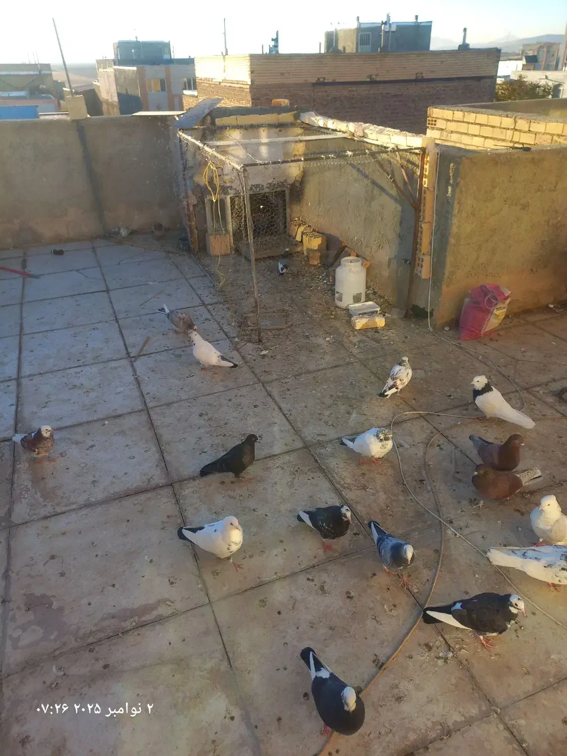 حیوان|پرنده|دهگلان, |دیوار