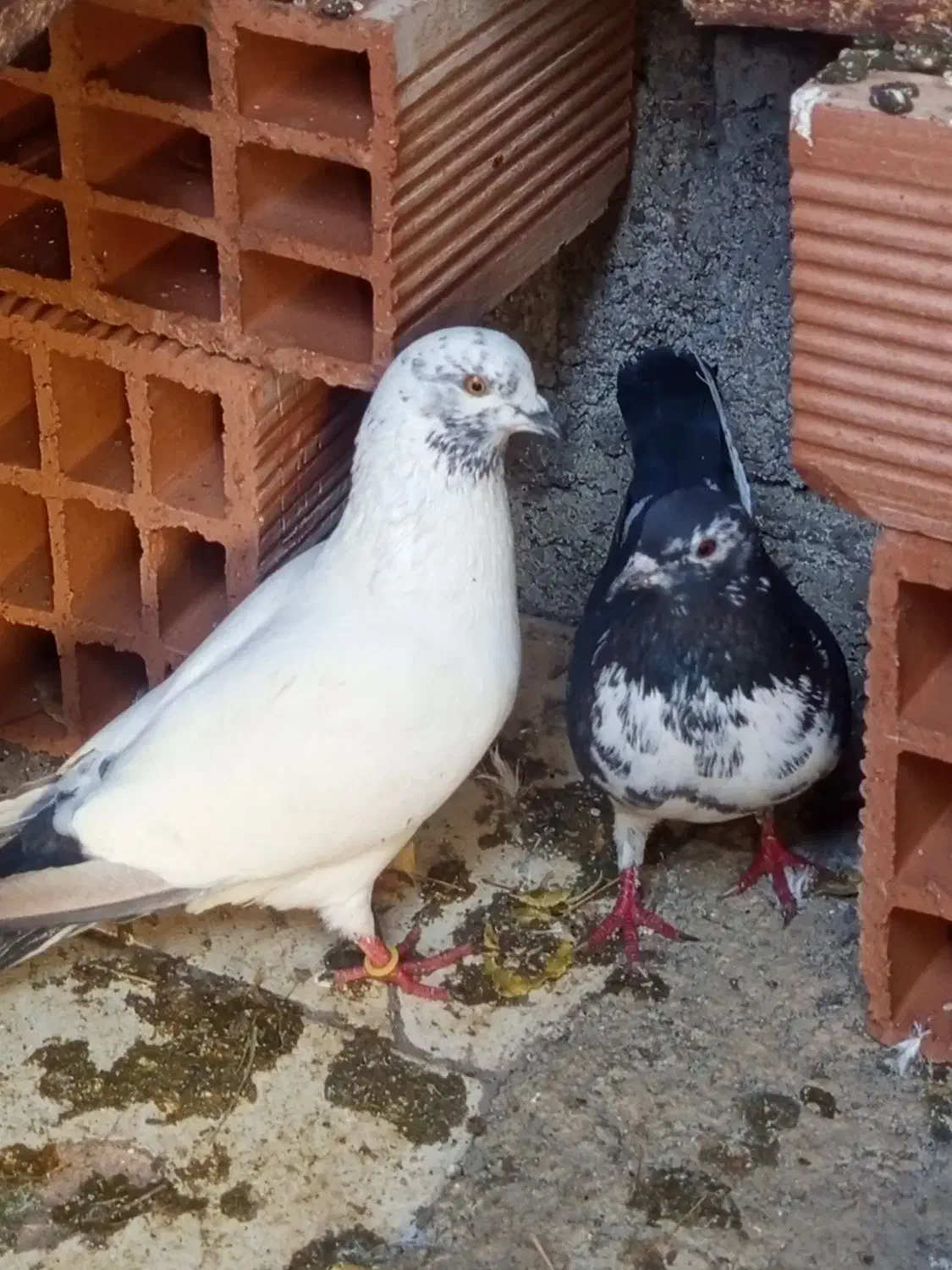 طوقی|پرنده|ویلکیج, |دیوار