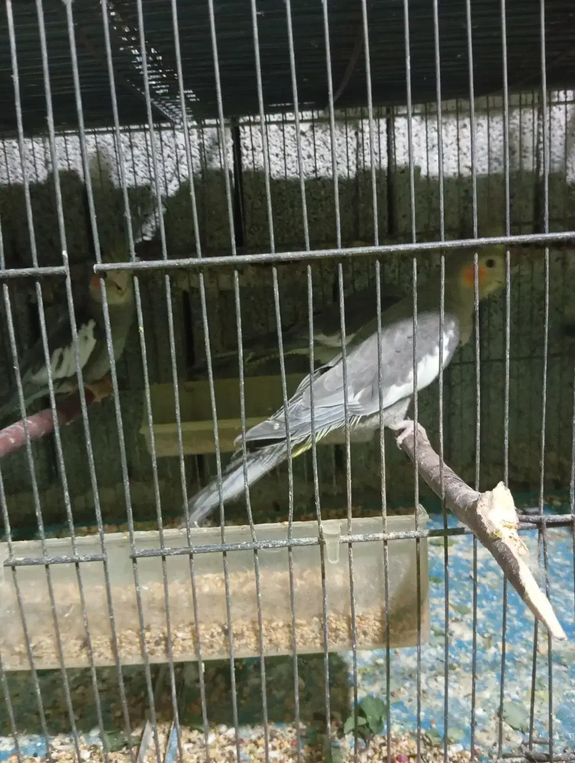 عروس هلندی تک و بالغ، در اب پخش|پرنده|آبپخش, |دیوار