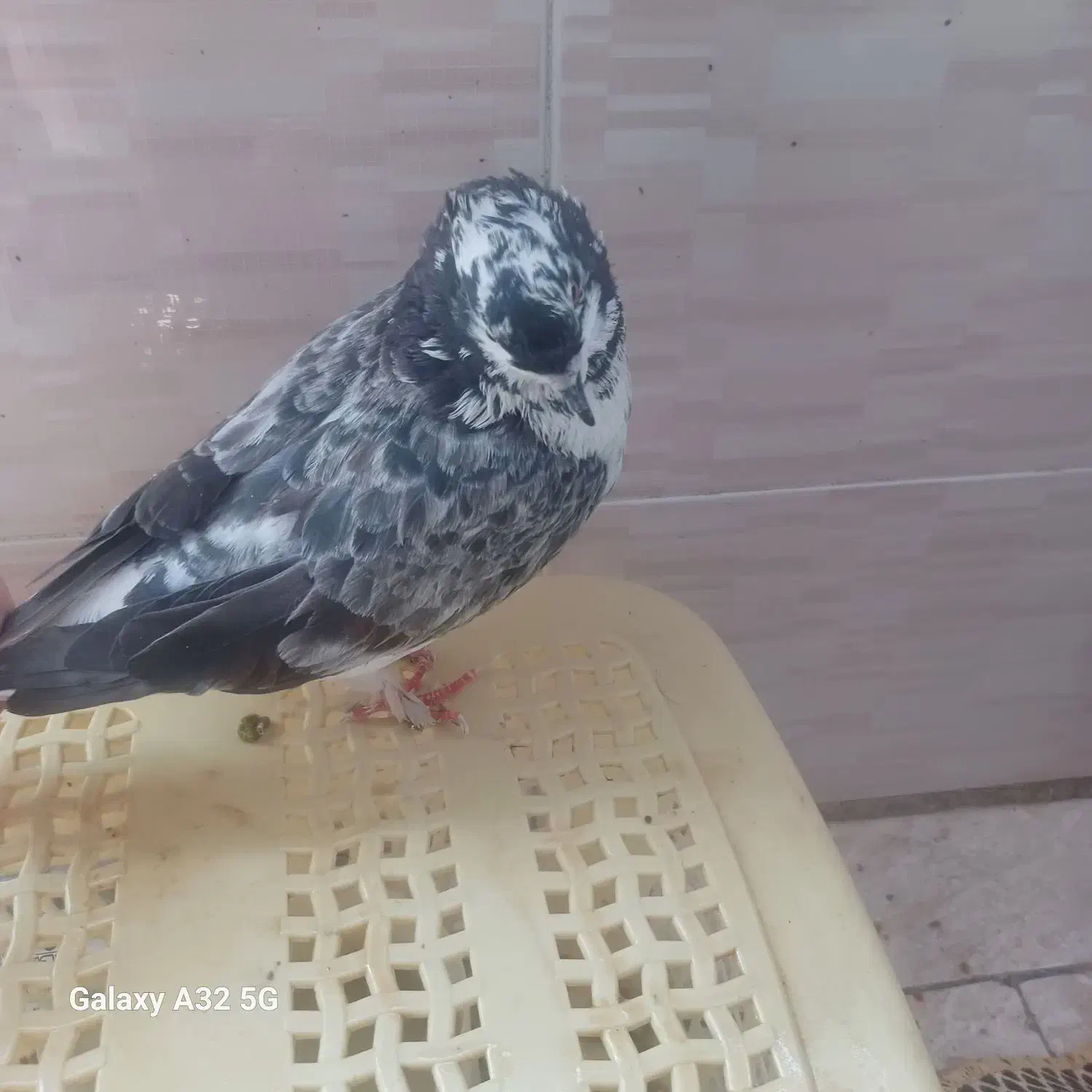 کبوتر فروشی|پرنده|پاکدشت, پاکدشت (مامازند)|دیوار