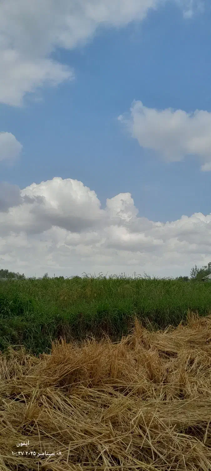 سبوس برنج (سوب) تازه پرازدانه برنج.سرچین هم دارم|حیوانات مزرعه|کوچصفهان, |دیوار