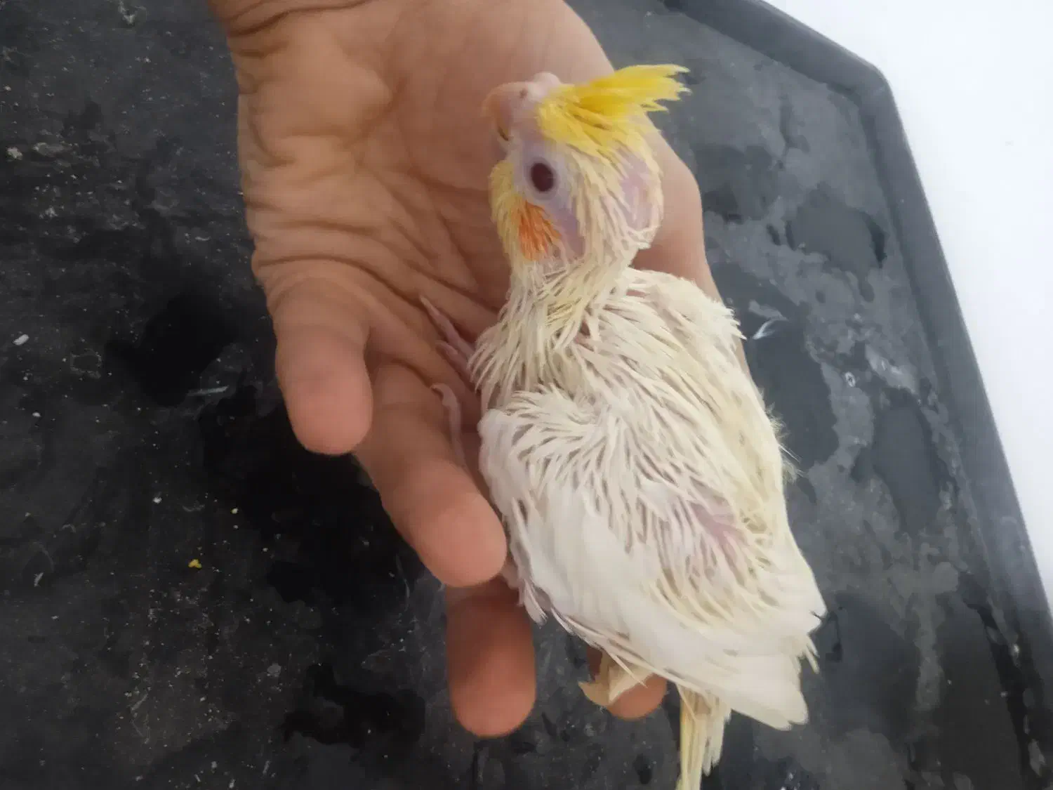 عروس سرلاکی|پرنده|ساری, |دیوار