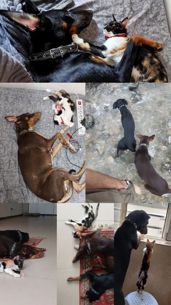 واگذاری سگ کاملا تربیت شده|سگ|تهران, سعادت‌آباد|دیوار