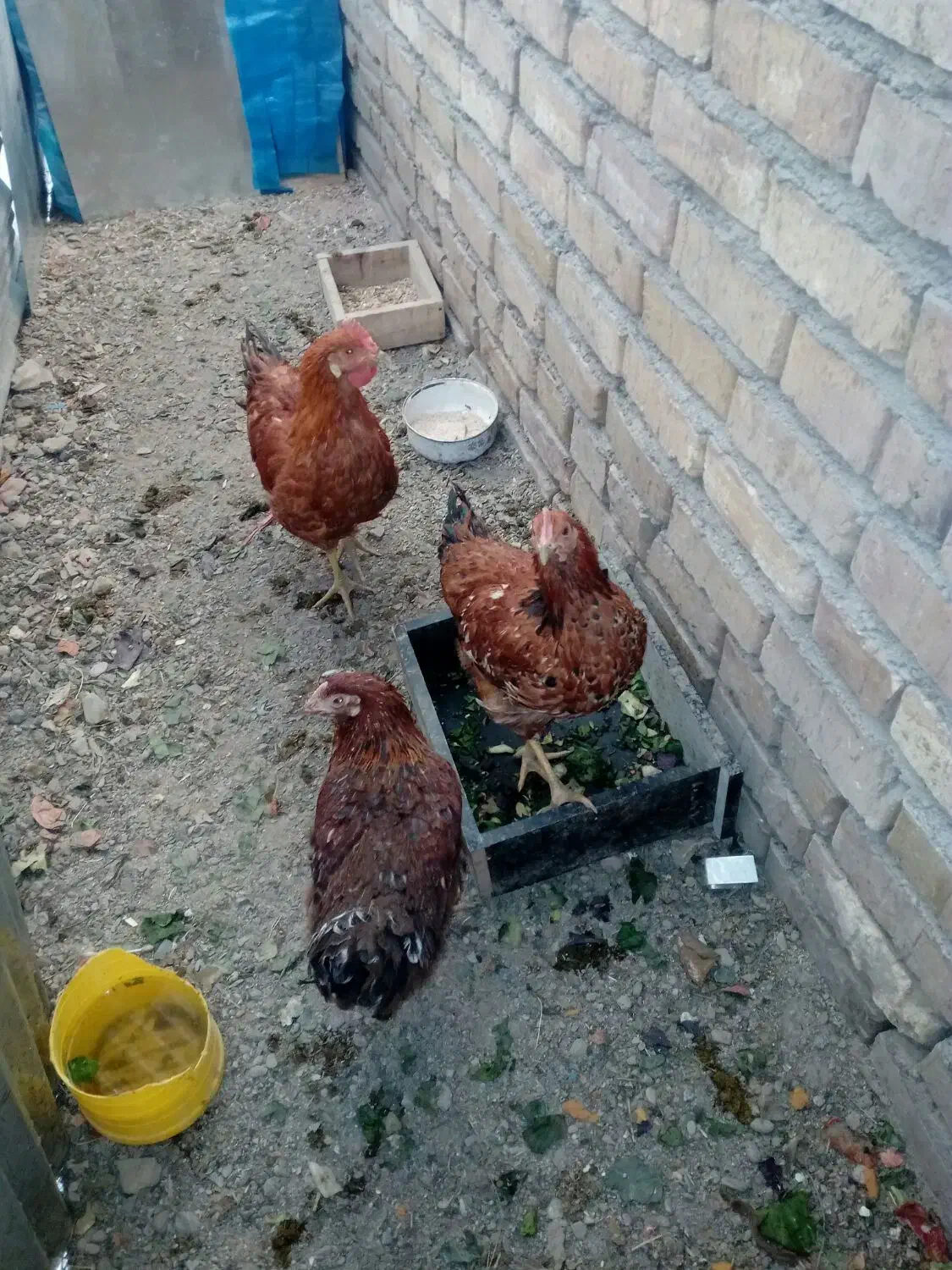 جوجه مرغ طاقچه سالم، فروشی مرغ وخروس|پرنده|مشهد, نوید|دیوار