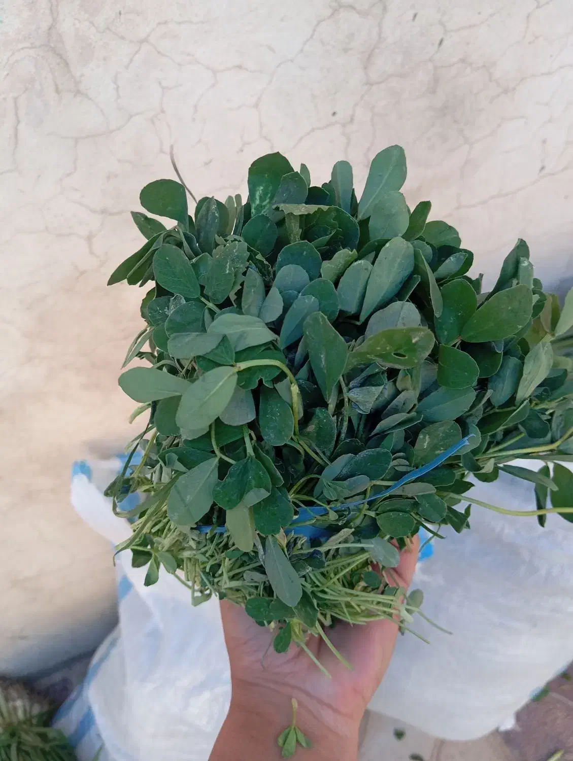 فروش انواع سبزیجات|خوردنی و آشامیدنی|جونقان, |دیوار