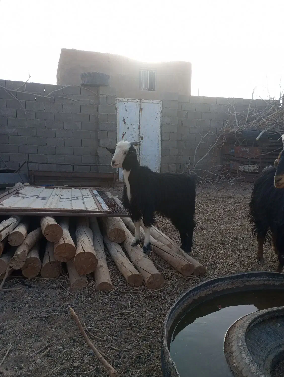 بزغاله نر گلابی|حیوانات مزرعه|خواف, |دیوار