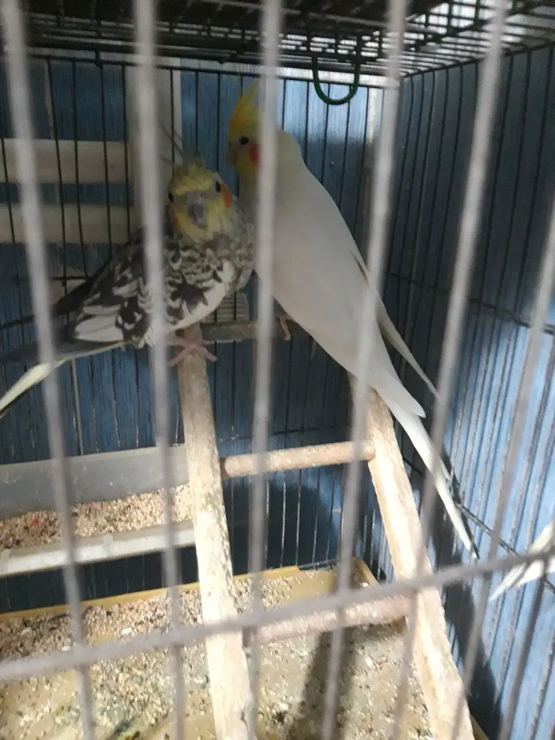 عروس هلندی|پرنده|قم, پردیسان|دیوار