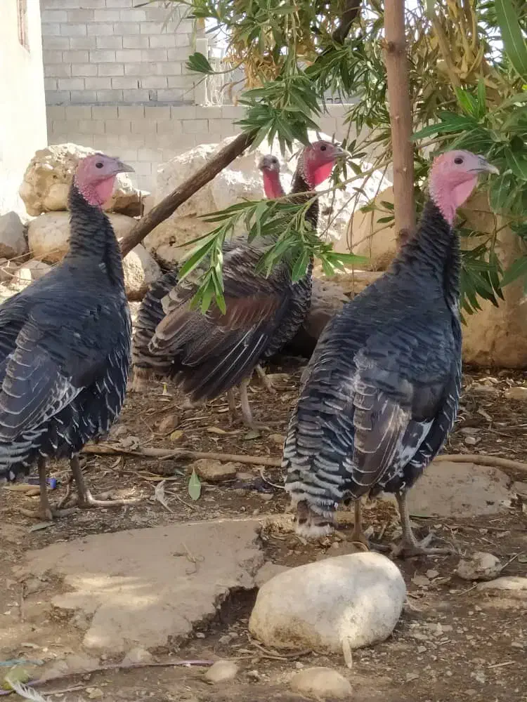 بوقلمون|حیوانات مزرعه|دزفول, |دیوار