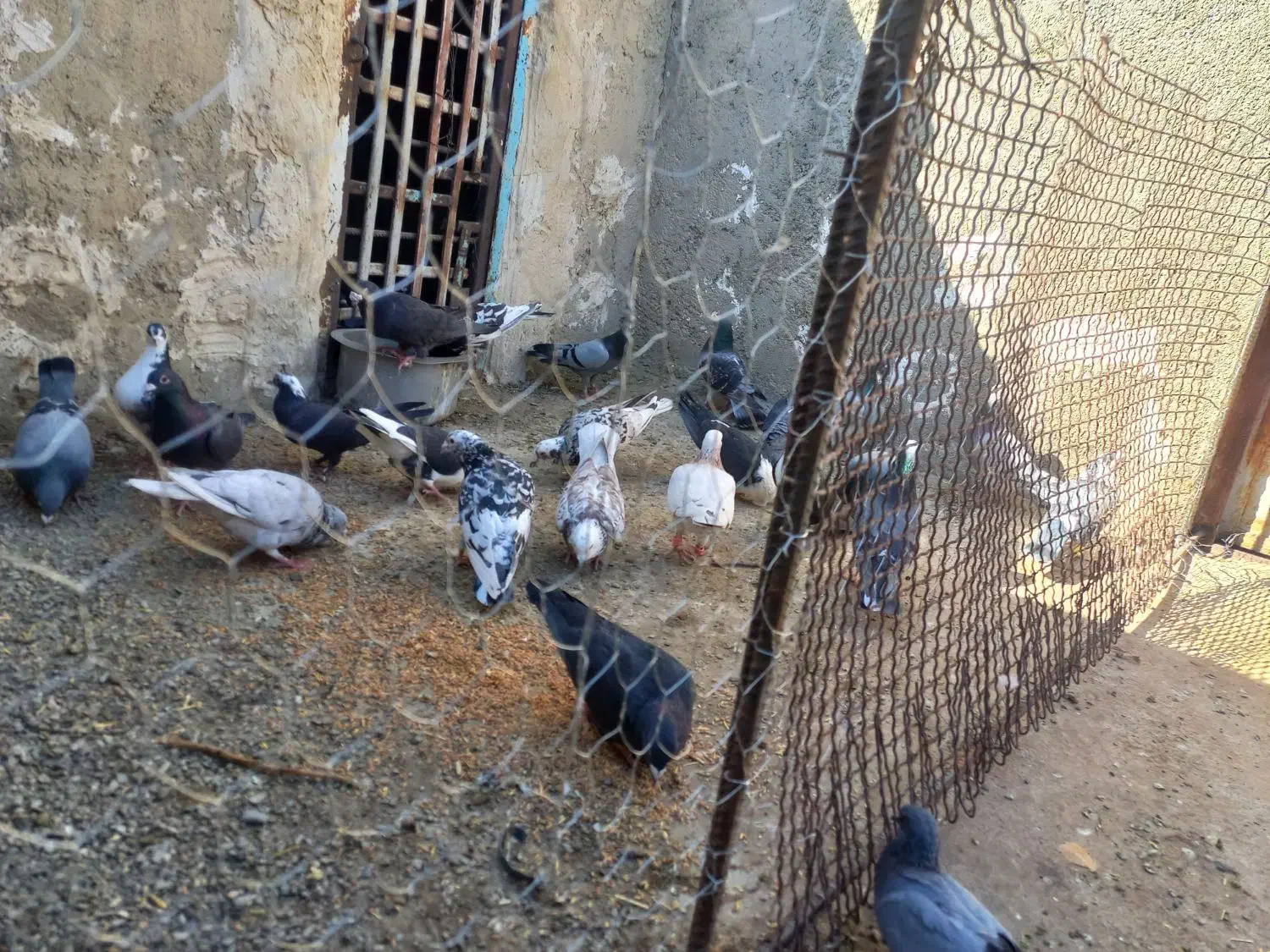 کبوتر فروشی|پرنده|سراوان, |دیوار