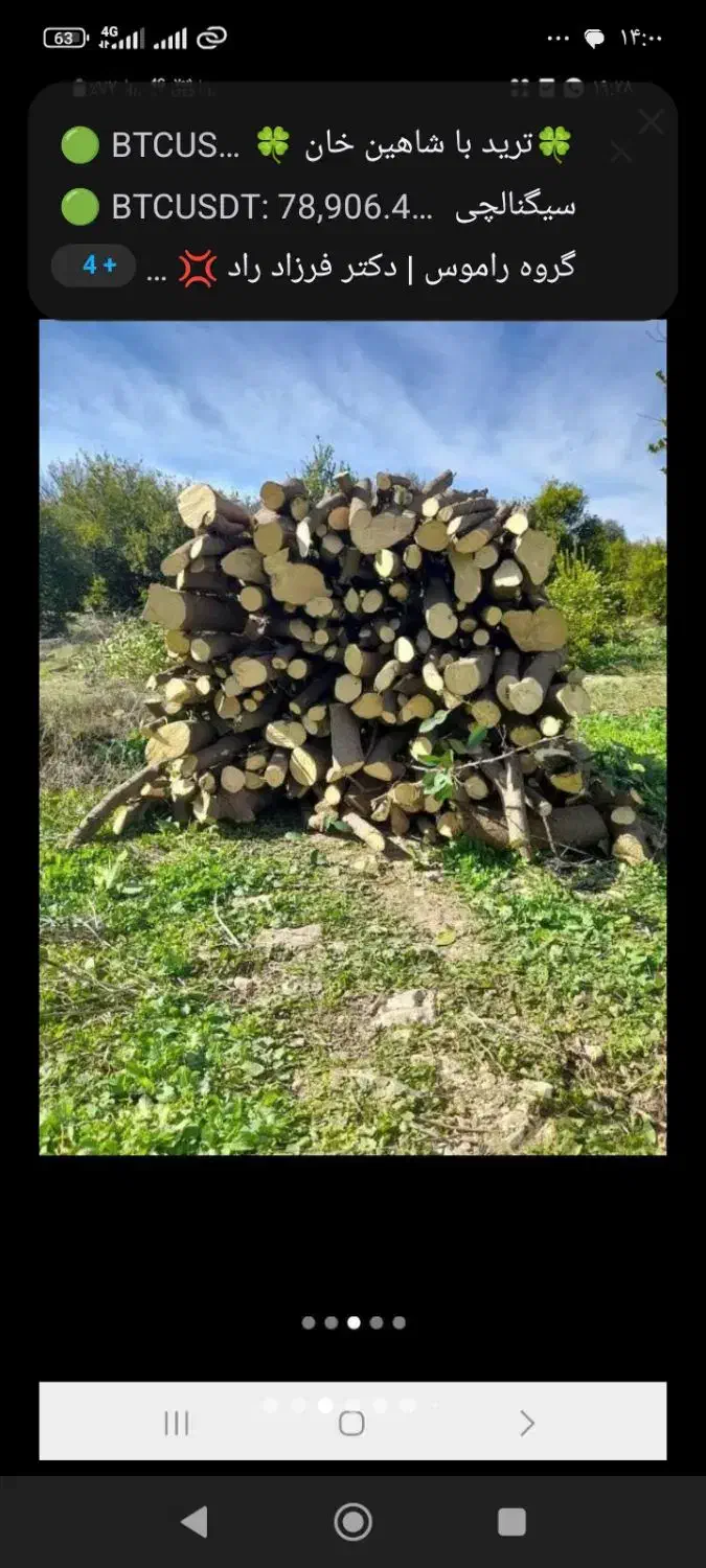 خرید چوب و برش انواع درختان با نازلترین قیمت|خدمات باغبانی و درختکاری|شیراز, دارالرحمه|دیوار