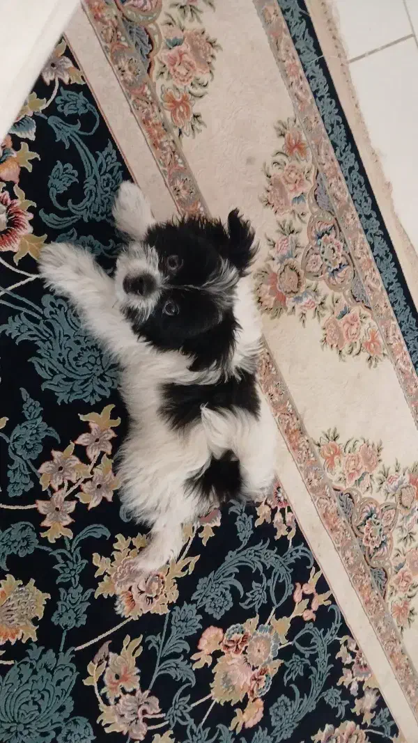 سگ شیتزو|سگ|پرند, فاز ۶|دیوار