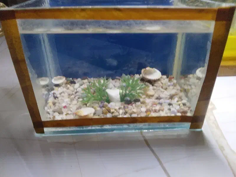 اکواریوم کوچک|ماهی|پاکدشت, پاکدشت (مامازند)|دیوار