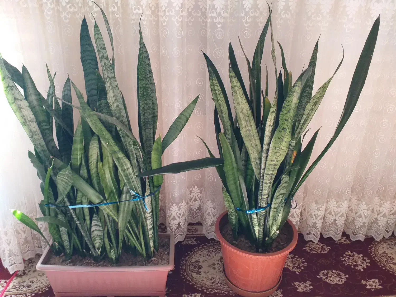 گل سانسوریا|گل و گیاه طبیعی|اهر, |دیوار