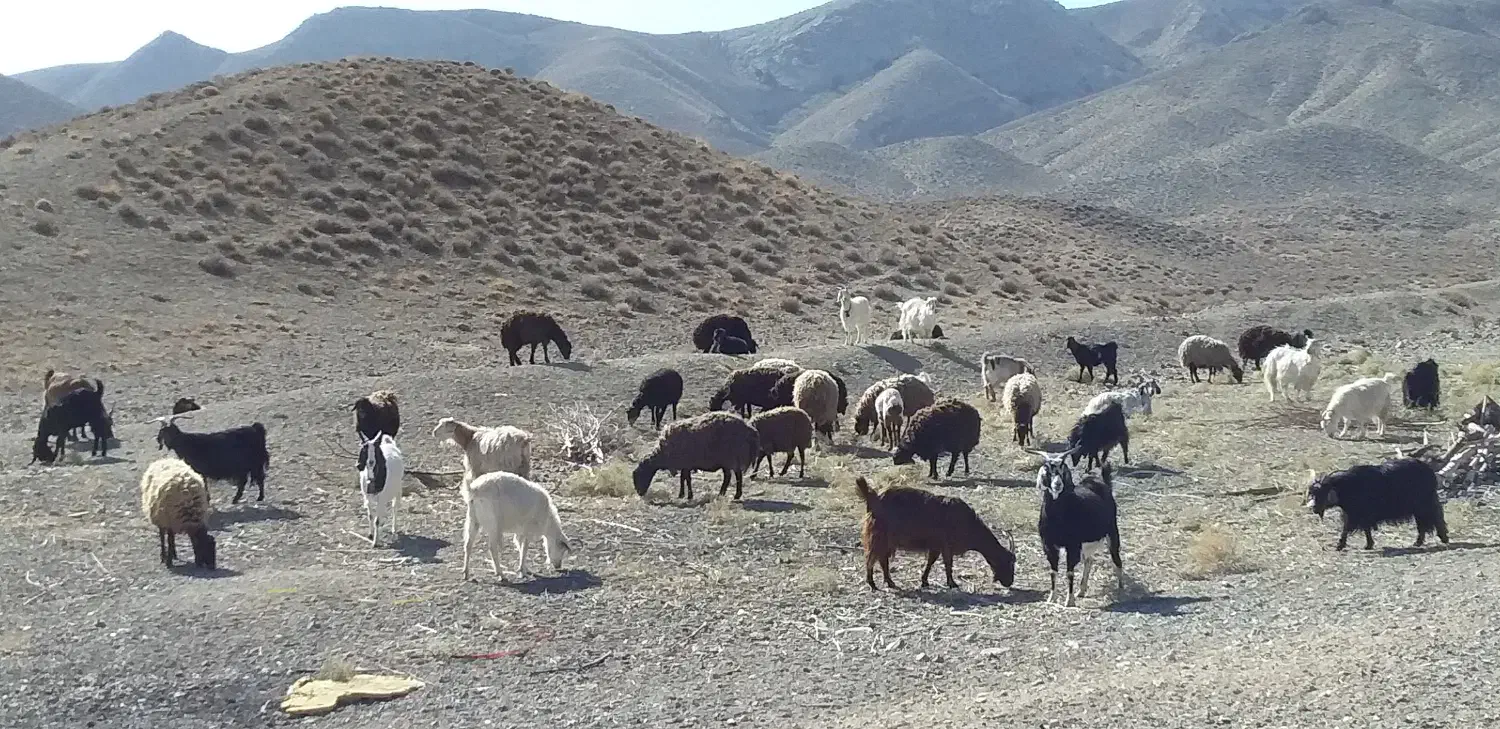 فروش دام زنده داشتی|حیوانات مزرعه|سمنان, |دیوار