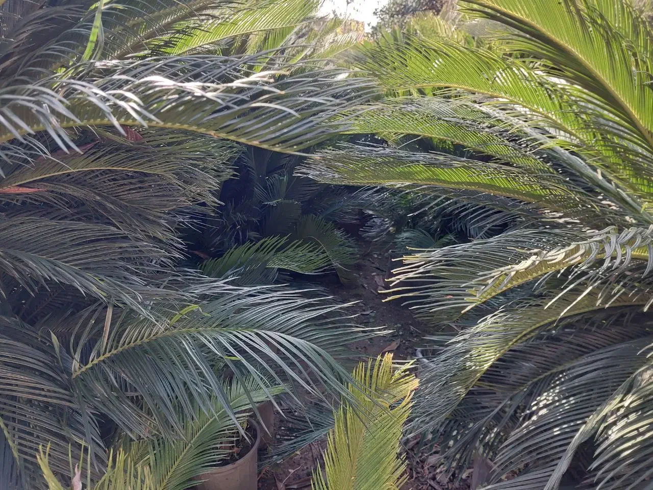 سیکاس|گل و گیاه طبیعی|تهران, آشتیانی|دیوار