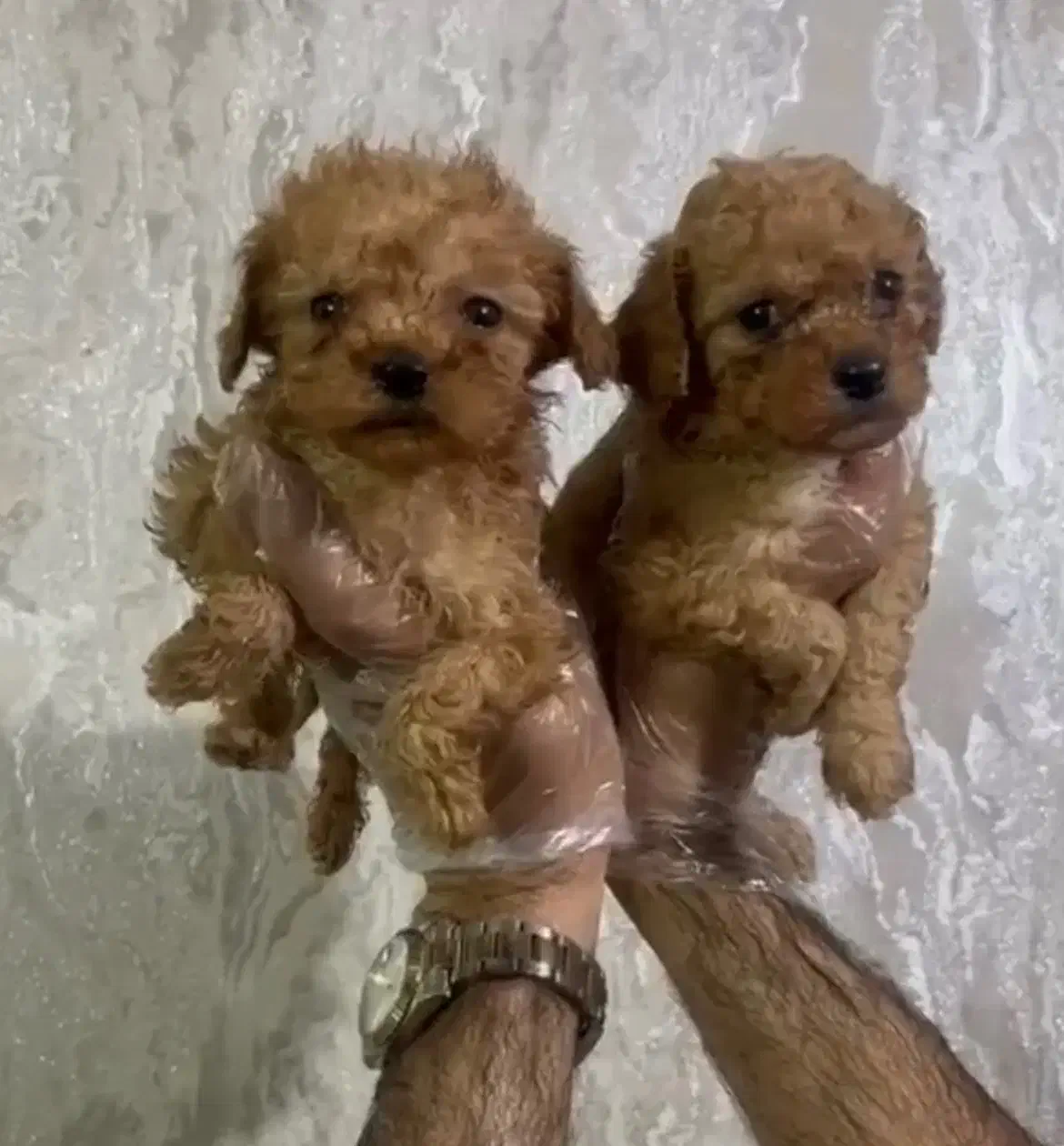 توی پودل اپریکات|سگ|رشت, گلسار|دیوار