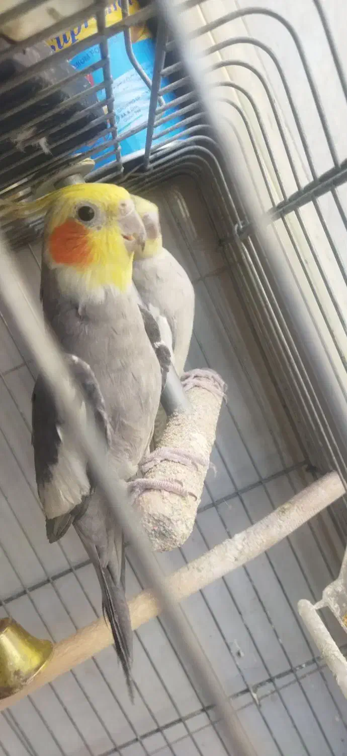 عروس هلندی|پرنده|صباشهر, |دیوار