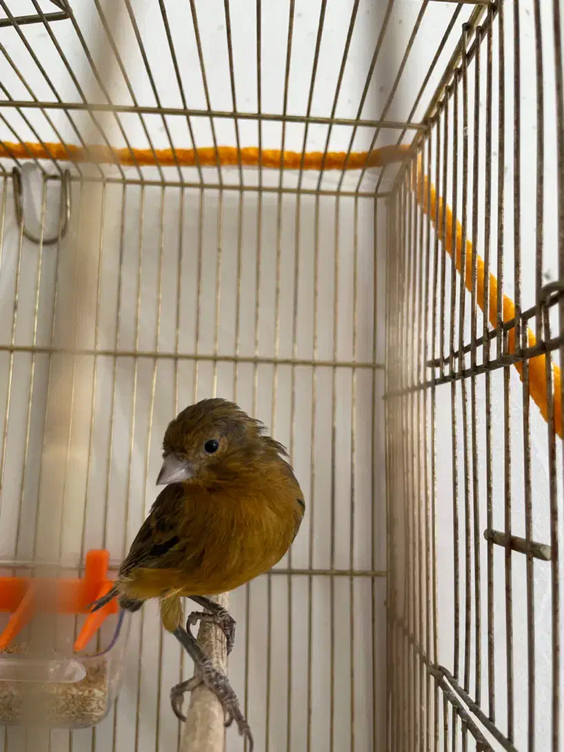 قناری|پرنده|کرمان, |دیوار