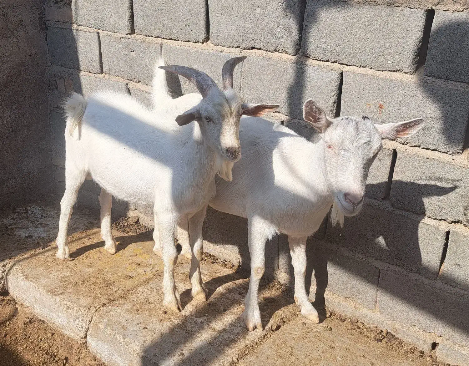 بز سانن|حیوانات مزرعه|گرمسار, |دیوار