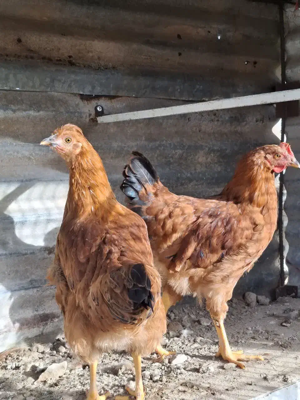 مرغ|حیوانات مزرعه|بوشهر, |دیوار