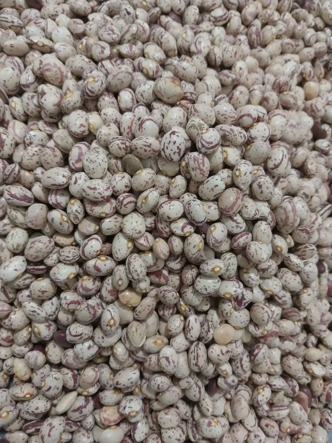 لوبیا چیتی|خوردنی و آشامیدنی|ایجرود, |دیوار