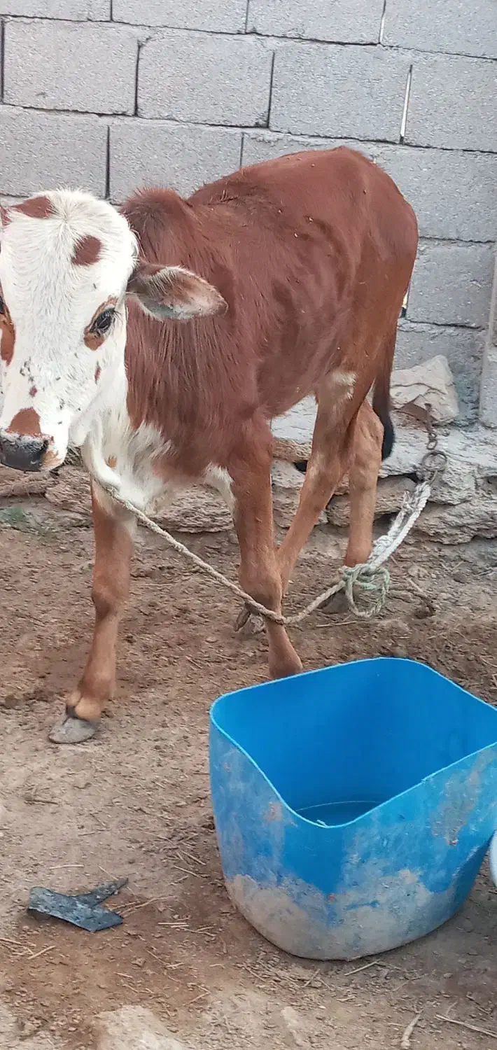 گوساله نر|حیوانات مزرعه|قشم, |دیوار