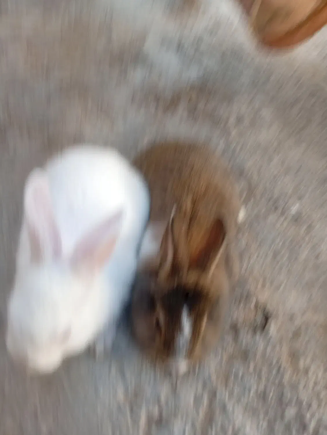 بچه خرگوش ۴عدد|موش و خرگوش|گنبد کاووس, |دیوار